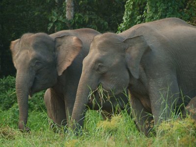 Borneo pgymy elephant, Sukau (13)